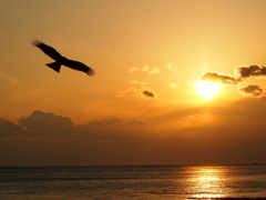 夕日とトンビ