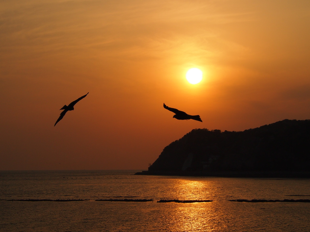 夕日の中の二羽のトンビ