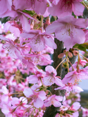 Sakura bloom downward