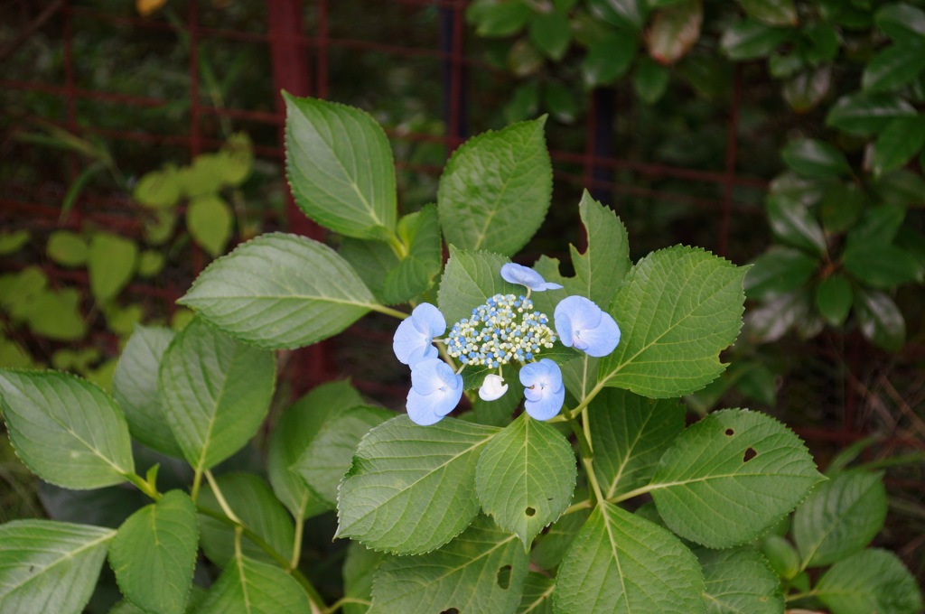 紫陽花