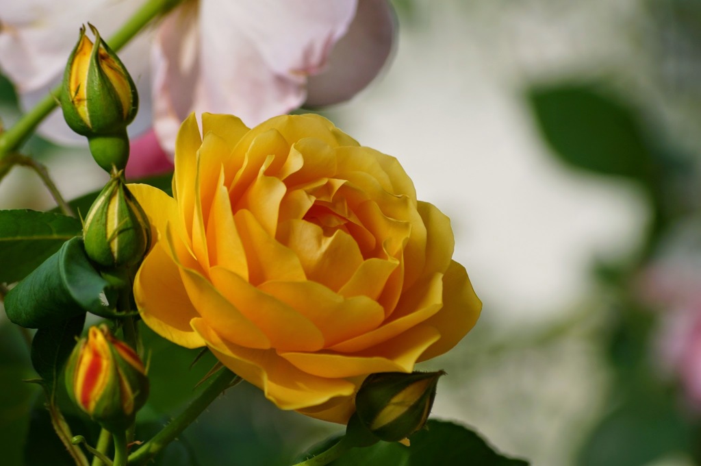 薔薇