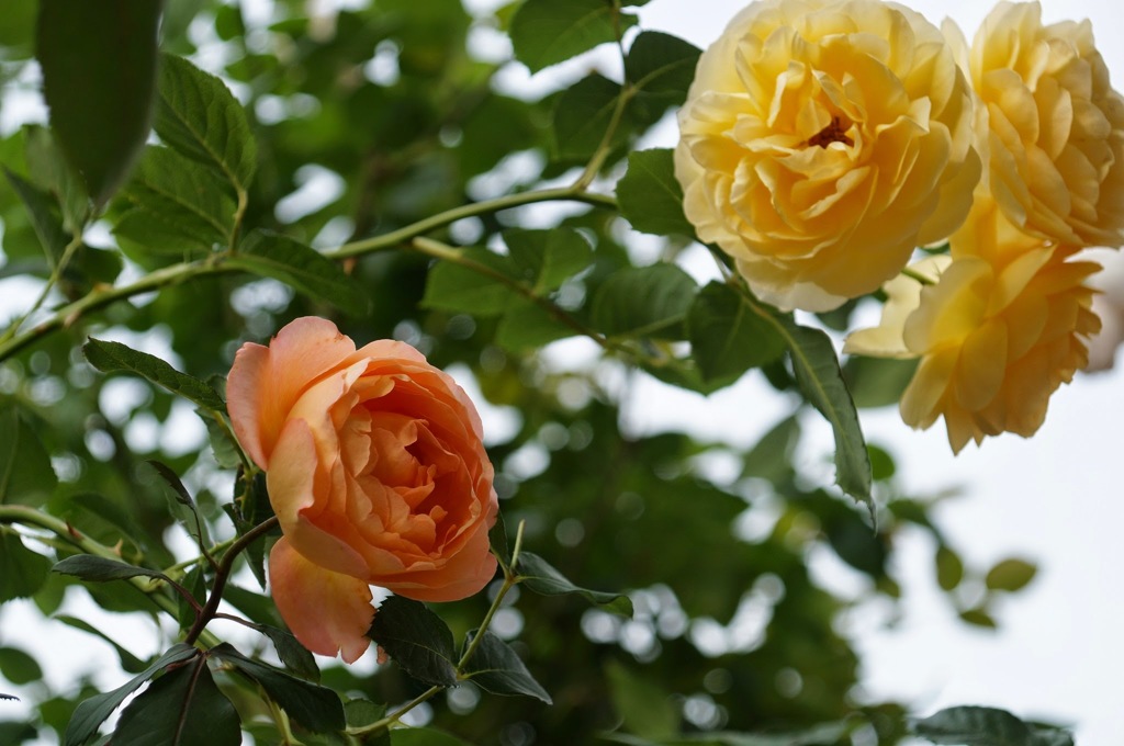 咲き乱れる薔薇