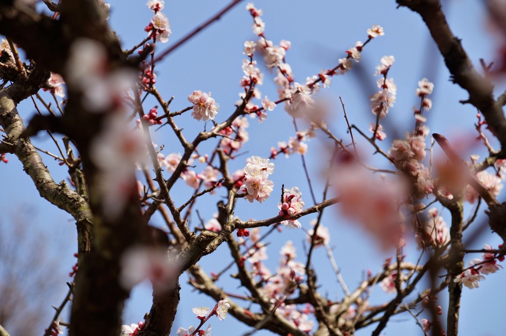 梅の花2