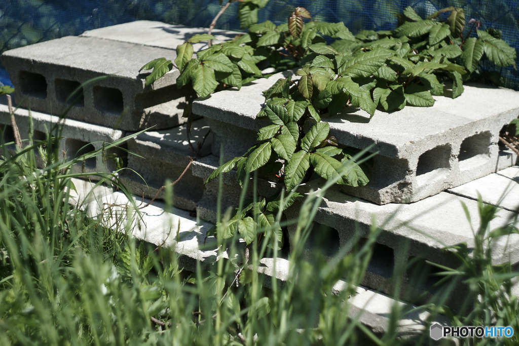 Helios44-2 (3)