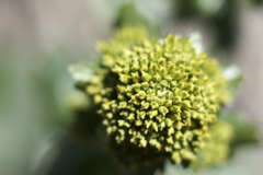1903EL NIKKOR50f2.8_001