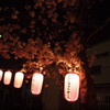 夜桜