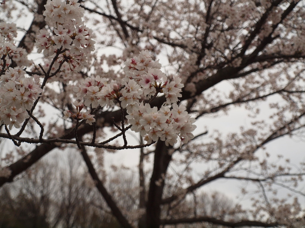 桜