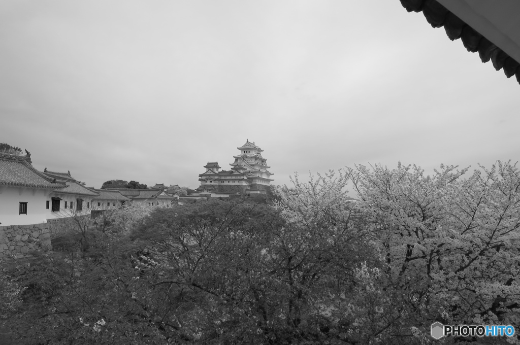 姫路城と桜