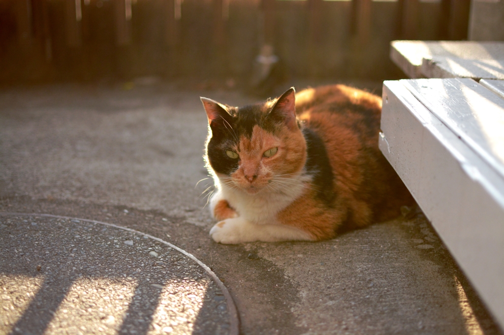 ブラックジャックな猫さん By Yuuuri Id 写真共有サイト Photohito