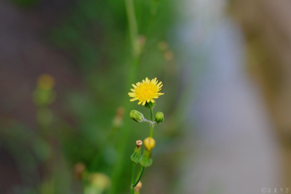 黄色いファイティングポーズ