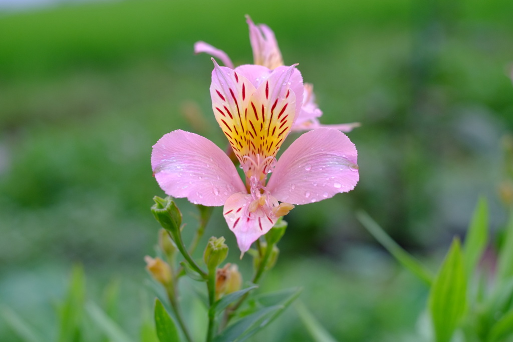 ピンクの花