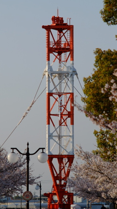 電波塔のオブジェと桜