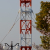 電波塔のオブジェと桜