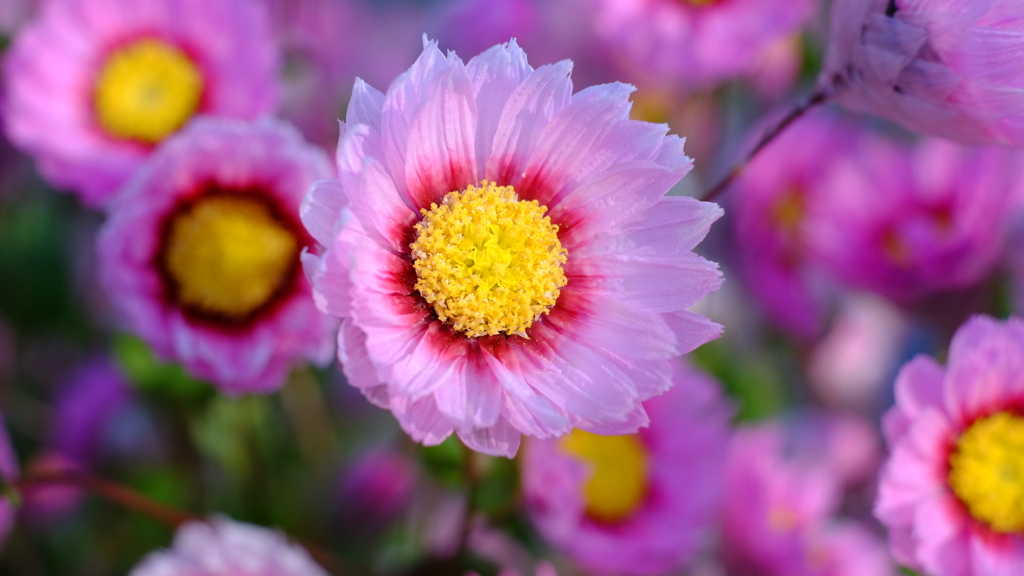 ピンク色の花３