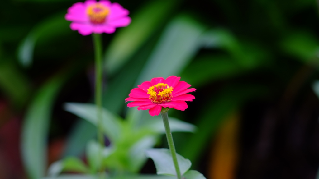赤色の花