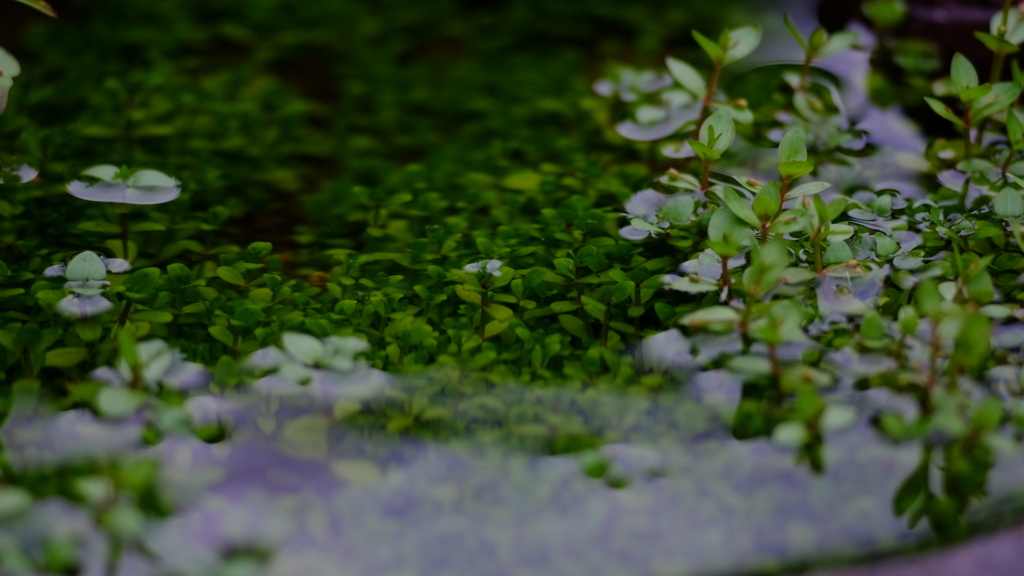 水草