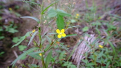 雑草の花