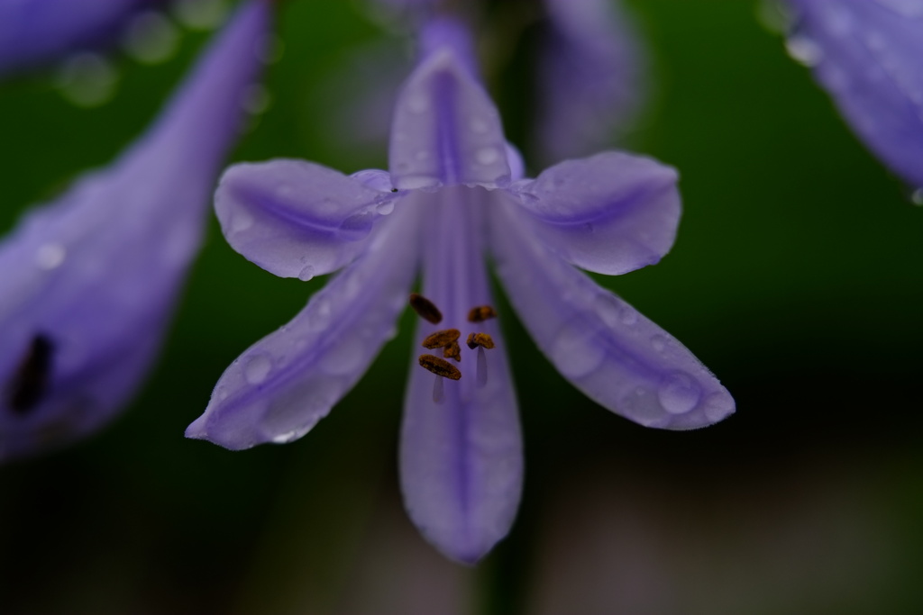 アガパンサスの花