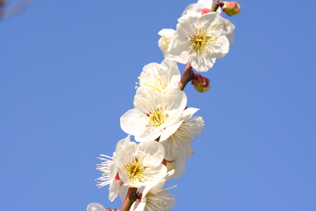 桜の花