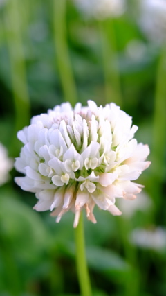 白爪草の花
