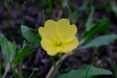 黄色い花1