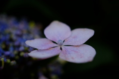 あじさいの花