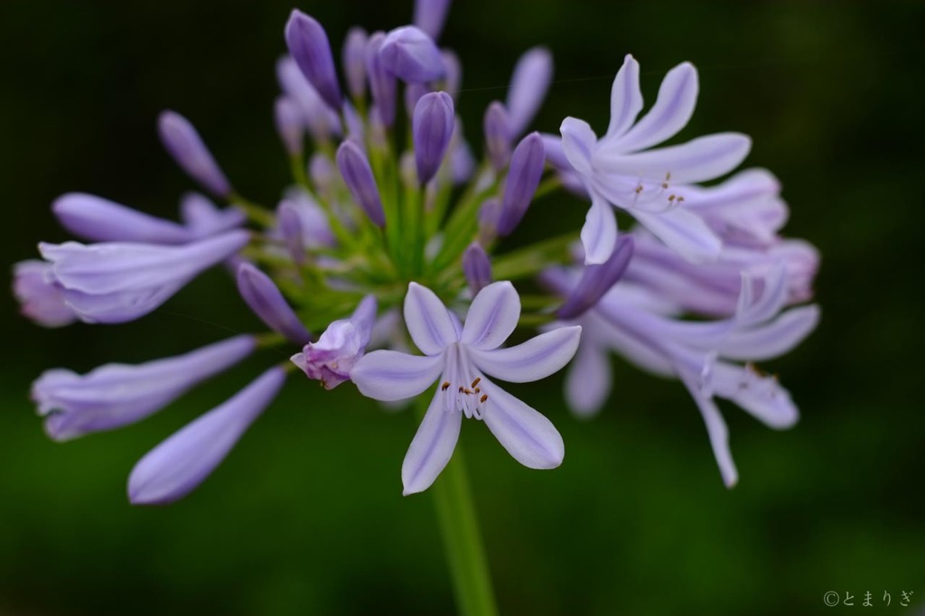 花の中でも紫の競争