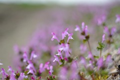 雑草の花