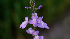 紫の花の雑草2