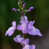 紫の花の雑草2