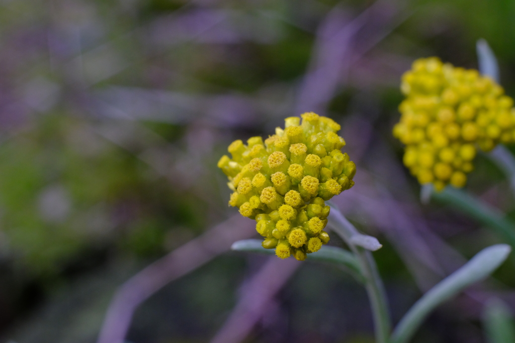 黄色の花