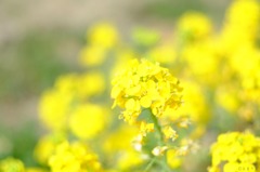 青梗菜の花