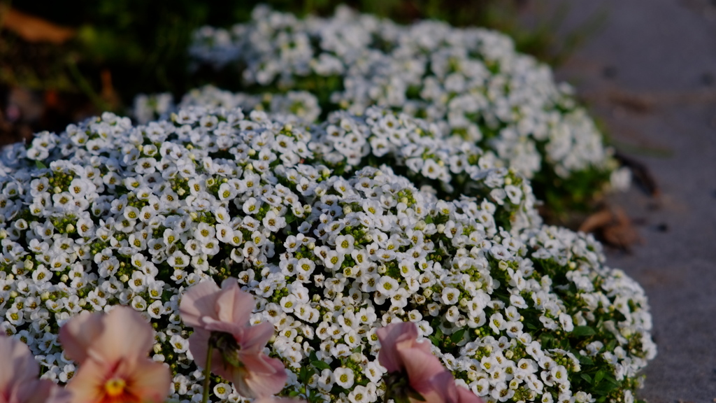 白色の花