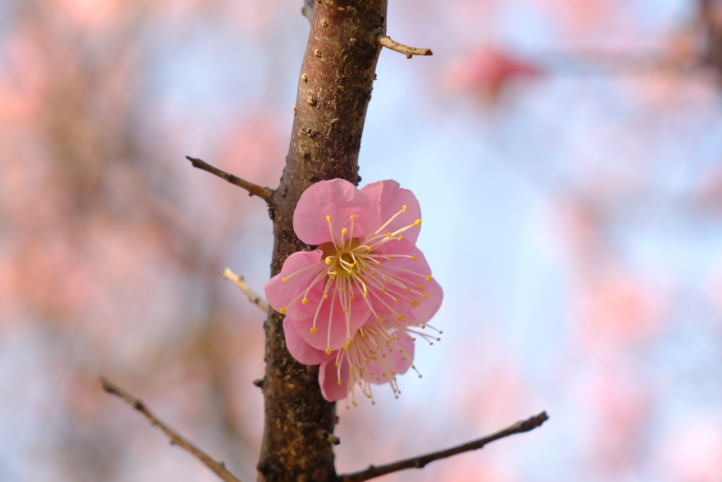 桜の花