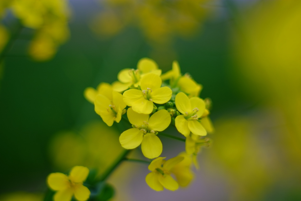 小松菜の花