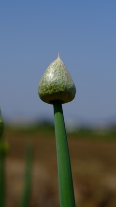 ねぎの花のつぼみ