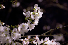 夜桜