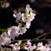 夜桜