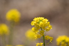 菜の花