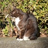 猫背な猫