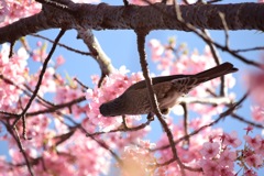 河津桜を食べてる〜！