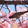 河津桜を食べてる〜！