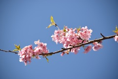 河津桜