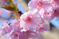 河津桜１