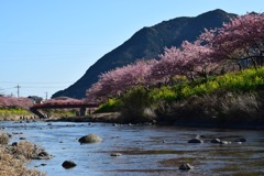 河津桜