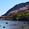 河津桜