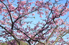 河津桜 ｉｎ 月