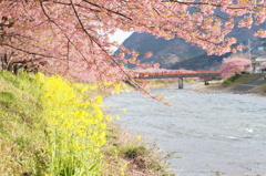 菜の花＆河津桜