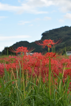 彼岸花