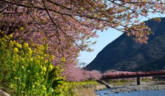 河津桜と菜の花